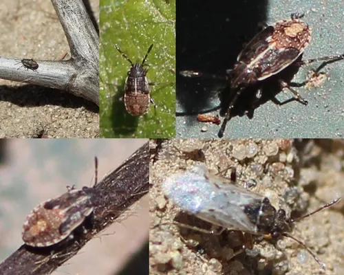 False chinch bugs 2