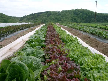 06012012lettucefield