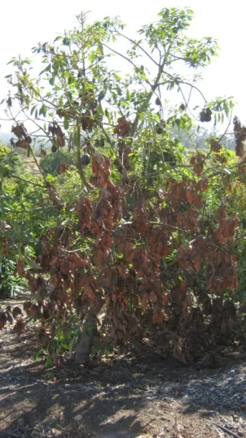 Blight on avocado.