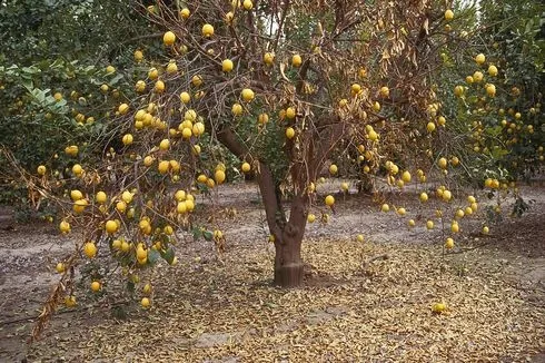 Blight on lemon.