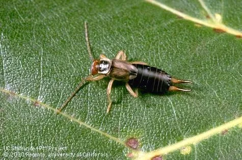 earwigs