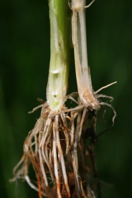 Crown rot