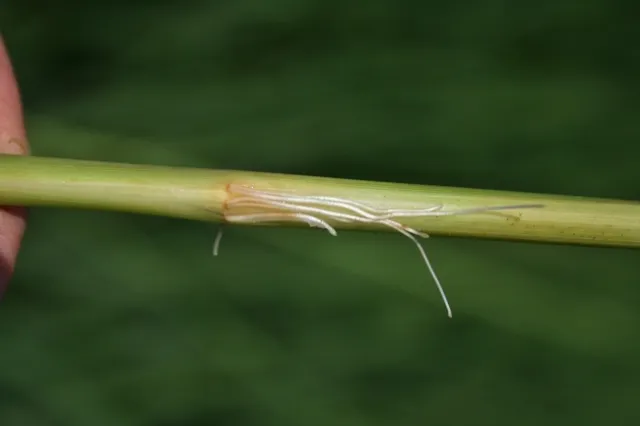 Roots from node