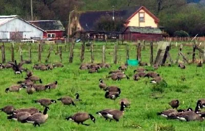 geese