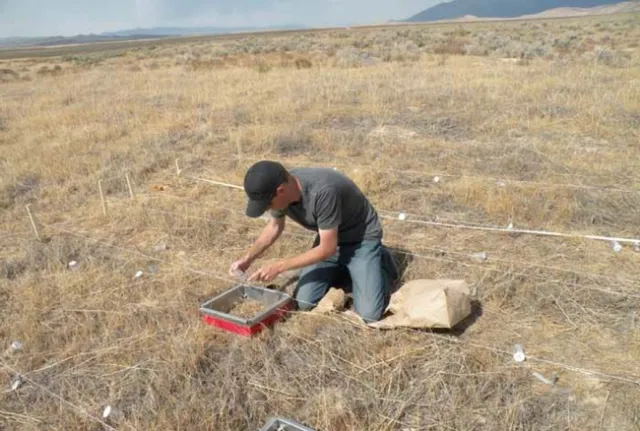 Photo:Thomas Stewart, Brigham Young University graduate student on Susan Meyer’s research team, inoculates field plots with P. semeniperda inoculum. Credit: Susan Meyer