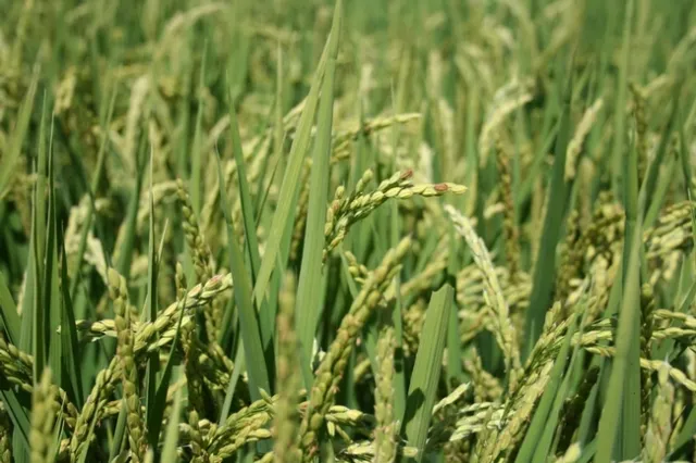 Headed rice