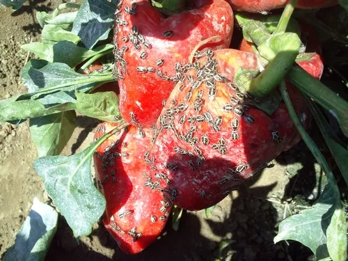 Bagrada on peppers