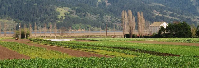 Farm scene