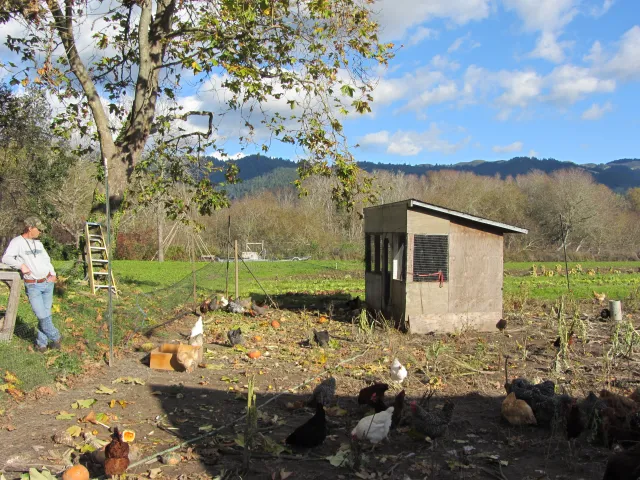 chickens