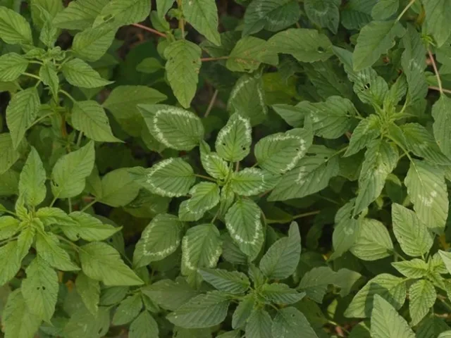 Palmer amaranth 2
