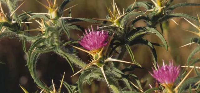 Purplestar closeup