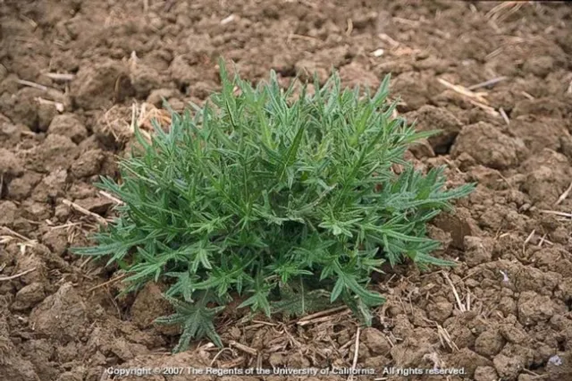 Young bull thistle