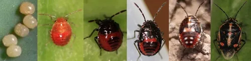 Bagrada bug life stages