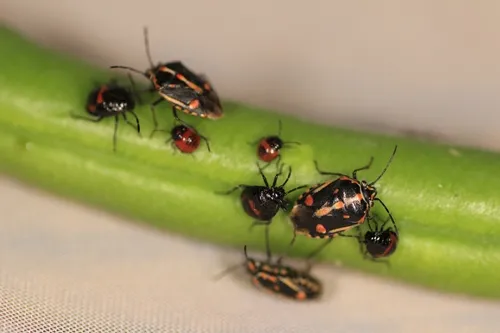 20121221 Bagrada bug (18)