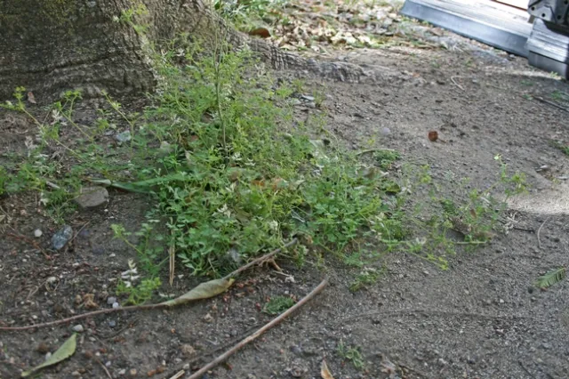 Fumitory by a tree