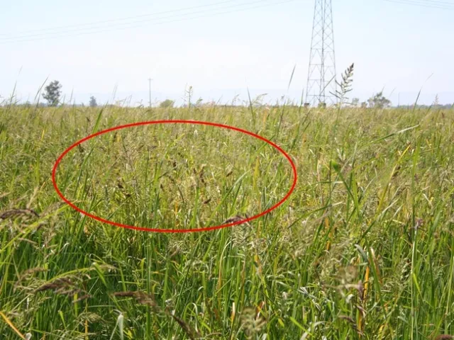 Jap millet field