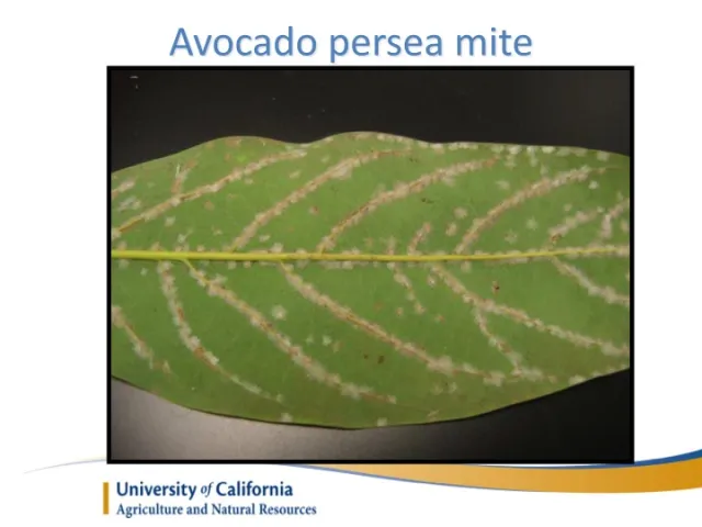 Slide31