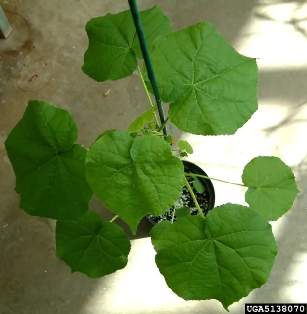 Velvetleaf