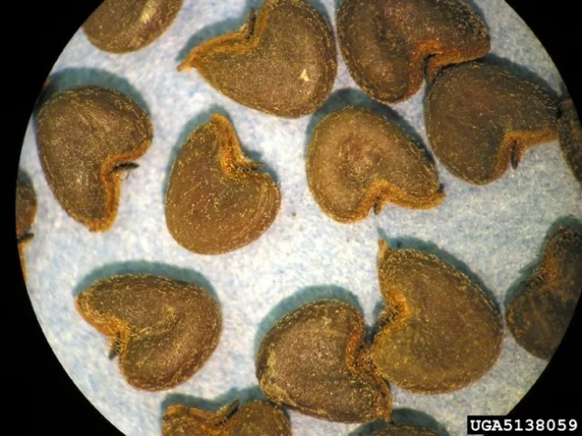 Velvetleaf seed