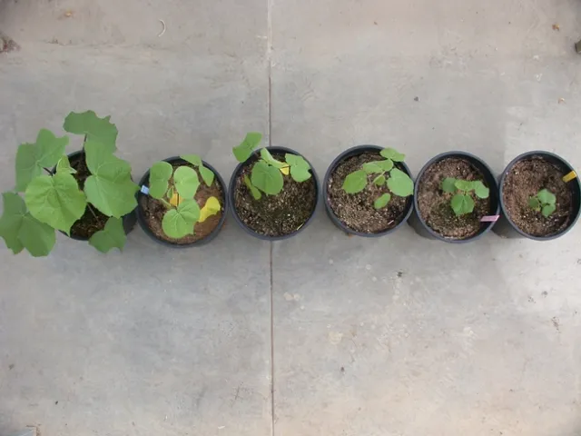 Velvetleaf size
