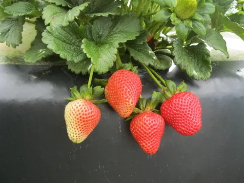 Strawberry-Benicia