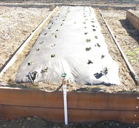 Strawberry bed