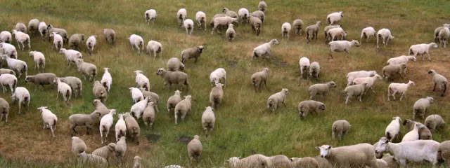 Comm Prices_sheep