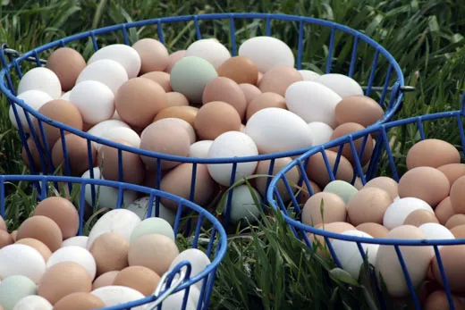 eggs