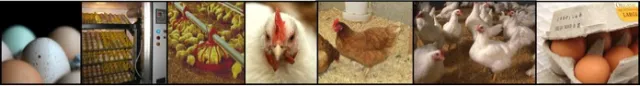 Poultry Banner