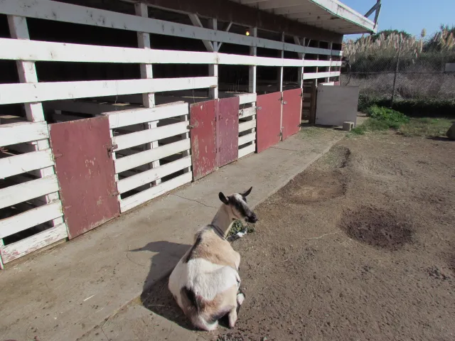San Bruno 4-H Farm
