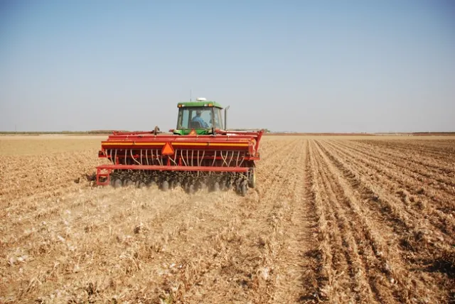 No-till cover crop seeding into cotton and tomato residues.