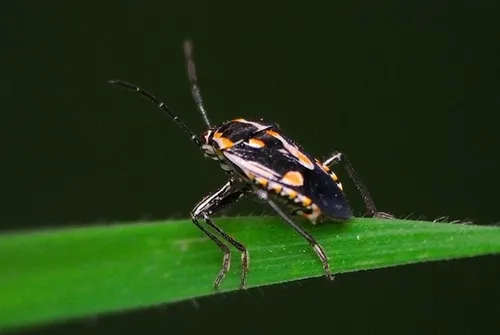 Bagrada bug-Bryan Jones-SFO 3
