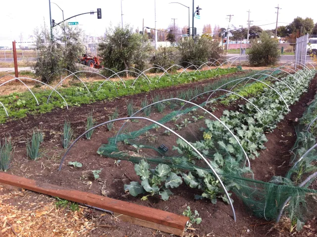 Ploughshares Nursery, Alameda, California