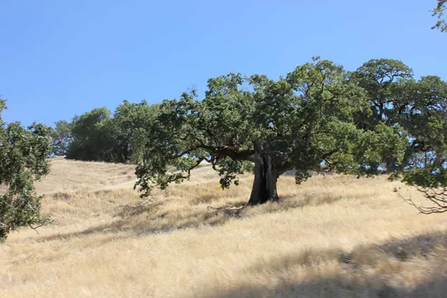 Oaks