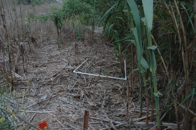 Treated Arundo plot