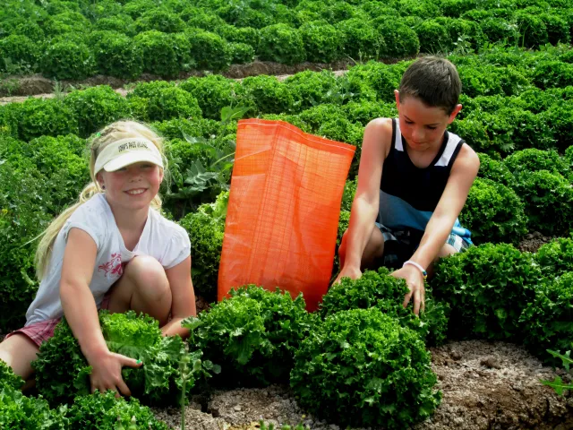 Picking lettuce