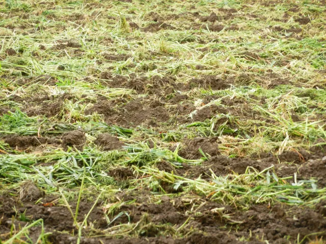 Tilled cover crops