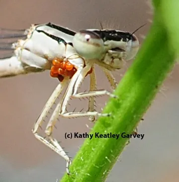 Mites are quite visible on this damselfy. (Photo by Kathy Keatley Garvey)