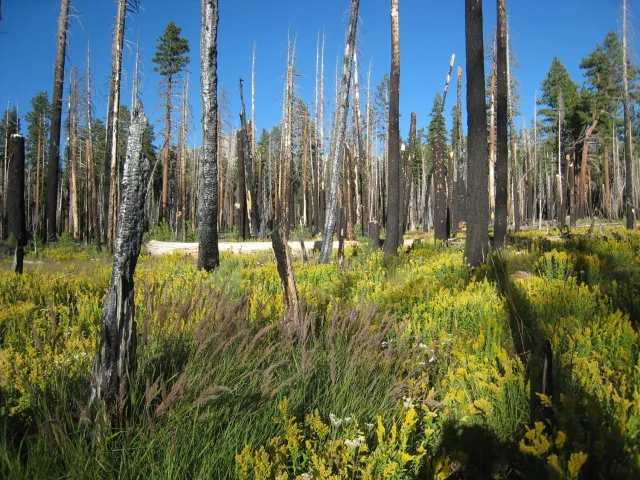 Golden rod and calamogrostis_by Scott Stephens