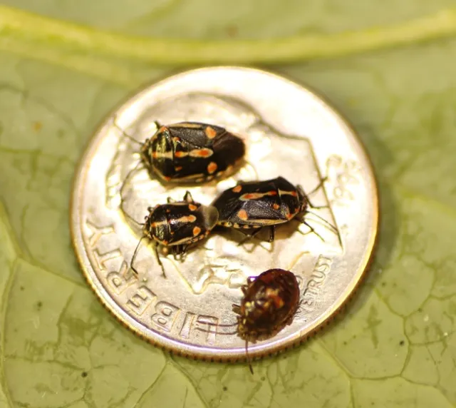 Bagrada bugs on a dime