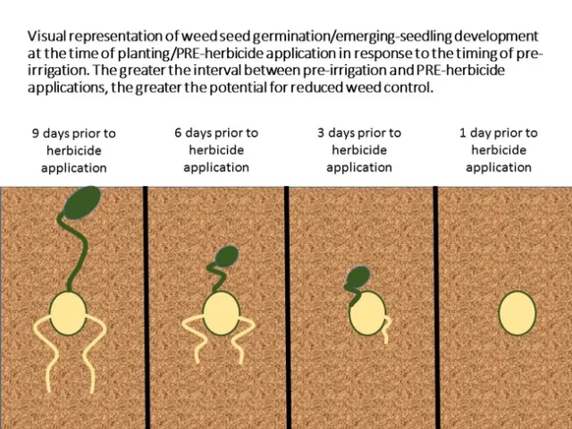 Pregermination