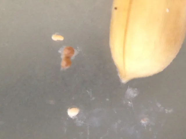 IMG 1323