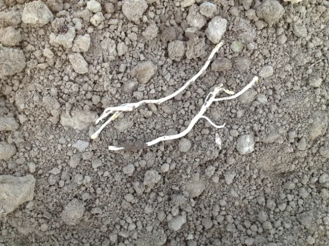 Rhizomes