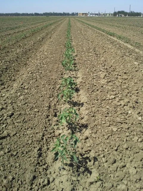 Cultivation