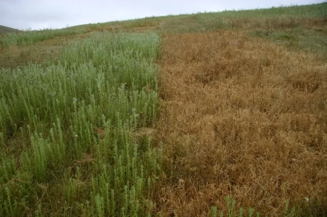 Bloom Plots 8 and 9