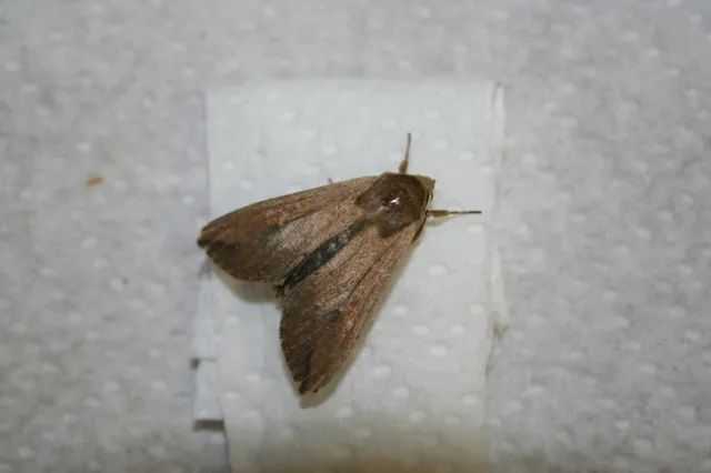 Armyworm adult #1