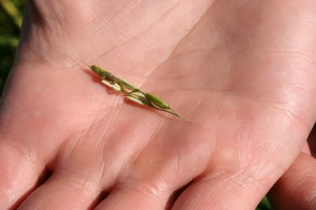 Armyworm in panicle