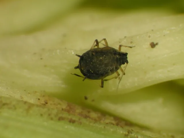 Rice root aphid-Rhopalosiphum rufiabdominale-Celery-Brian Cabrera
