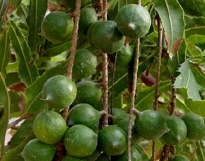 MacNutTree