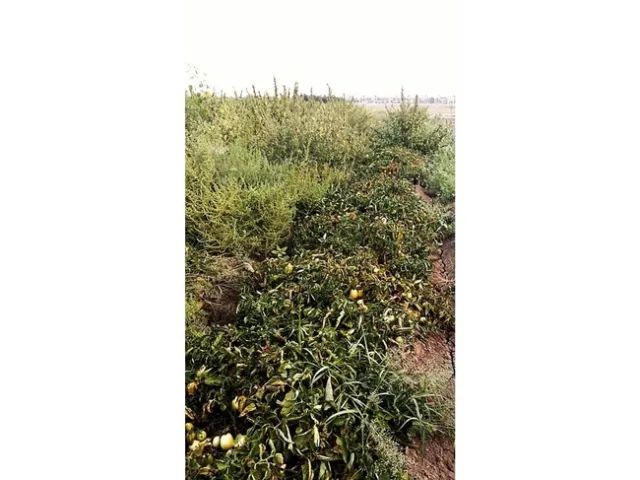 Tomato weeds
